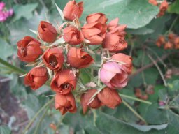 hava &raquo; Dombeya