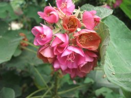 dombeya-burgessiae-04-2014-3