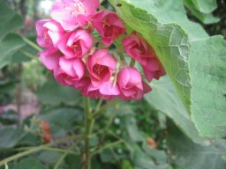 dombeya-burgessiae-04-2014