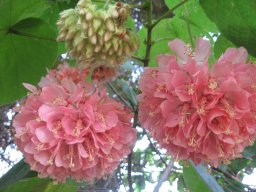 dombeya-wallichii-01-2014-3