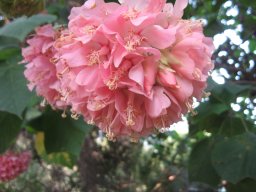 dombeya-wallichii-01-2014