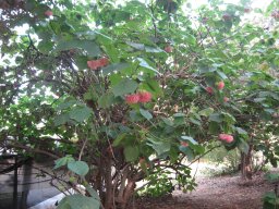 dombeya-wallichii-01-2015-2