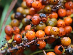 Dracaena_draco_2020_11