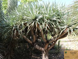 hava &raquo; Dracaena