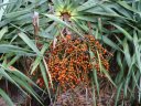 phoca_thumb_s_Dracaena_draco_Dracaena_draco_2020_11_a.jpg