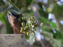 Ehretia-tinifolia-2017