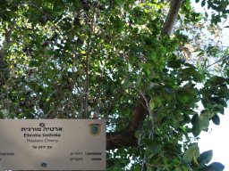 Ehretia-tinifolia-v2017