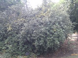 hava &raquo; Elaeagnus