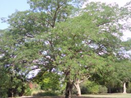hava &raquo; Enterolobium