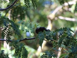 enterolobium-cyclocarpum-11-2017-2