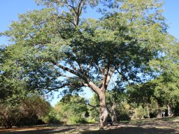 enterolobium-cyclocarpum-11-2017