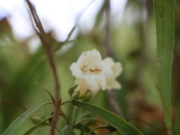 Eremophila__hybrid3