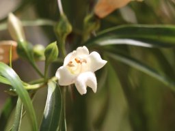 Eremophila__hybrid4