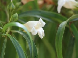 Eremophila__hybrid5