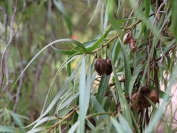 Eremophila_bignoniiflora_A