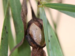 Eremophila_bignoniiflora_C