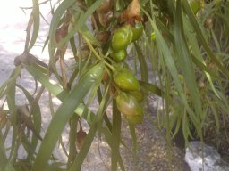 hava &raquo; Eremophila