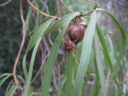 eremophila-bignoniiflora-12-2013