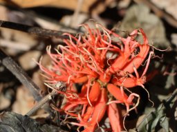 Erythrina_abyssinica