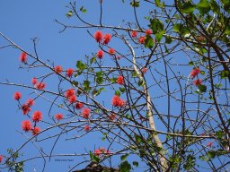 Erythrina_abyssinica_06_19