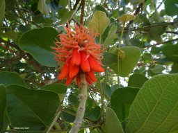 hava &raquo; Abyssinica