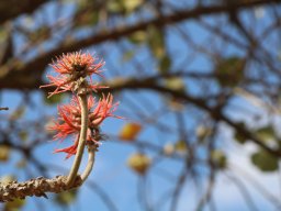 erythrina_abyssinica_110818_1