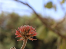 erythrina_abyssinica_110818_2