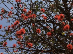 erythrina_abyssinica____3