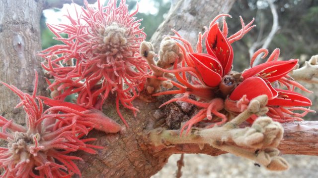 phoca_thumb_l_Erythrina_corallodendrum_2016.jpg