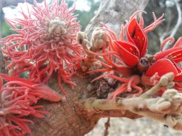 hava &raquo; Corallodendrum