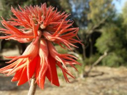 Erythrina_corallodendrum_2016_2