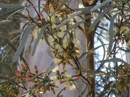 hava &raquo; spathulata