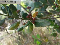 hava &raquo; Eucaliptus