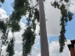 Corymbia_citriodora
