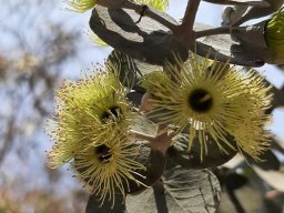 Eucaliptus_kruseana