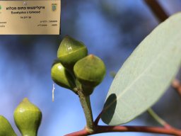 Eucalyptus-Torwood-01-2018