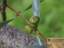 Eucalyptus-Torwood-03-2018