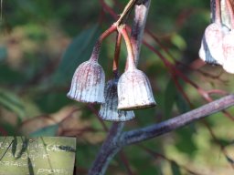 Eucalyptus-caesia-01-2018