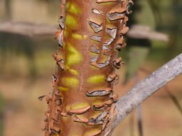Eucalyptus-caesia