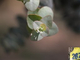 Eucalyptus-cinerea-04-2018