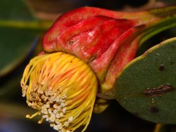 Eucalyptus-forrestiana