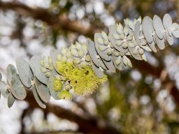 Eucalyptus-kruseana