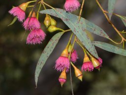 Eucalyptus-leucoxylon