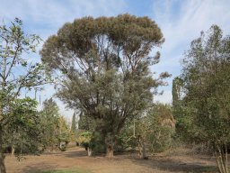 Eucalyptus-spathulata