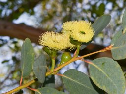 Eucalyptus-woodwardii