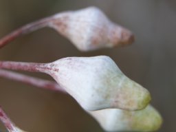 Eucalyptus_caesia_A
