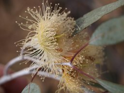 Eucalyptus_caesia_B