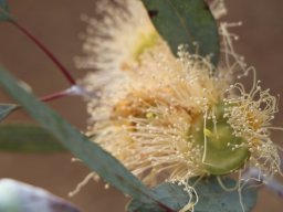 Eucalyptus_caesia_C