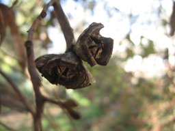 eucaliptus-02-2014a