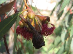 eucaliptus-02-2014b